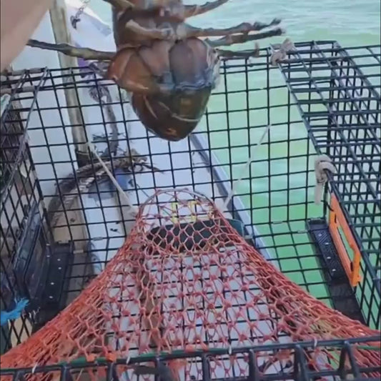 Live Maine Lobster